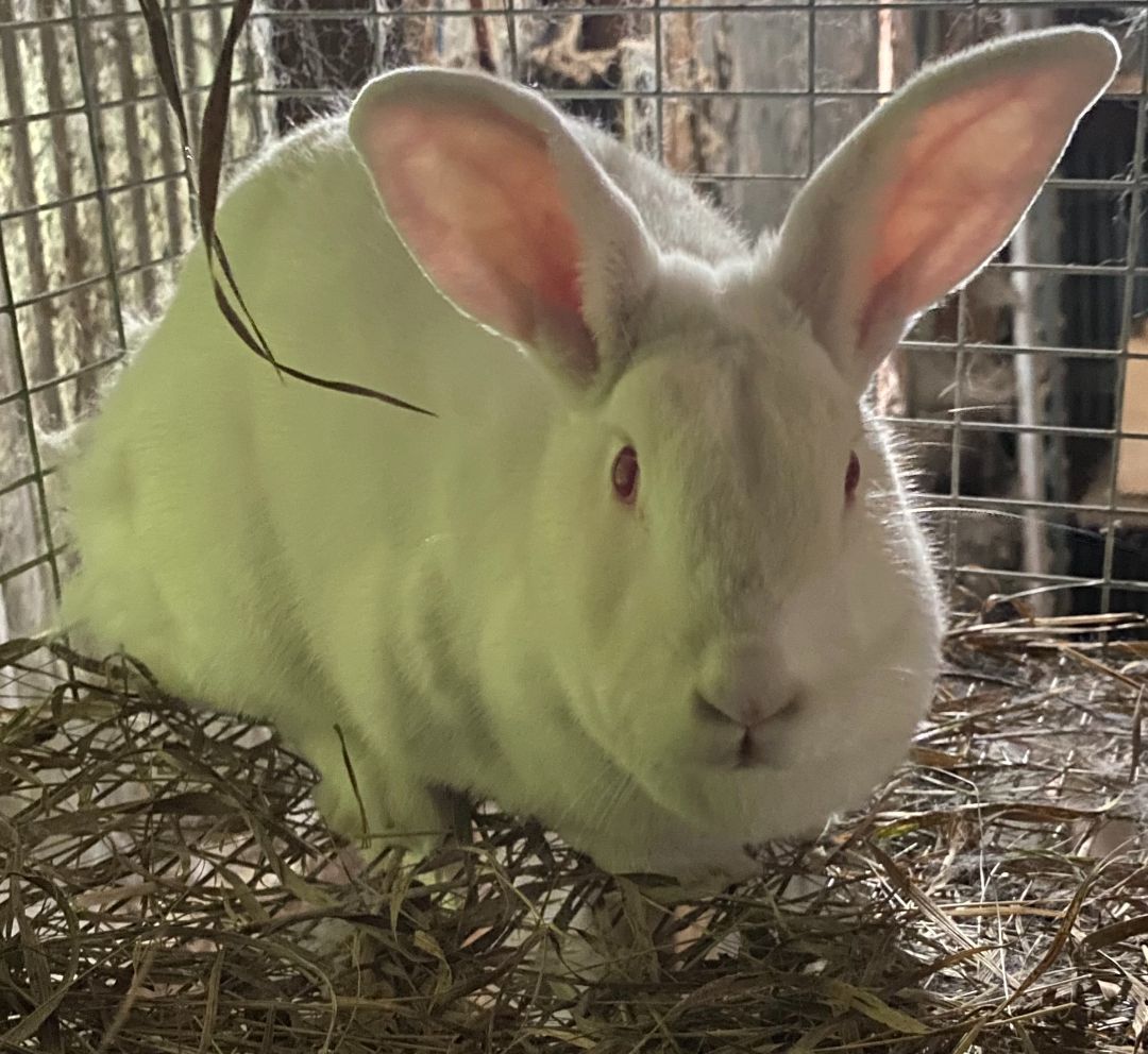 Blanche, Adoptable, Adult Female New Zealand.