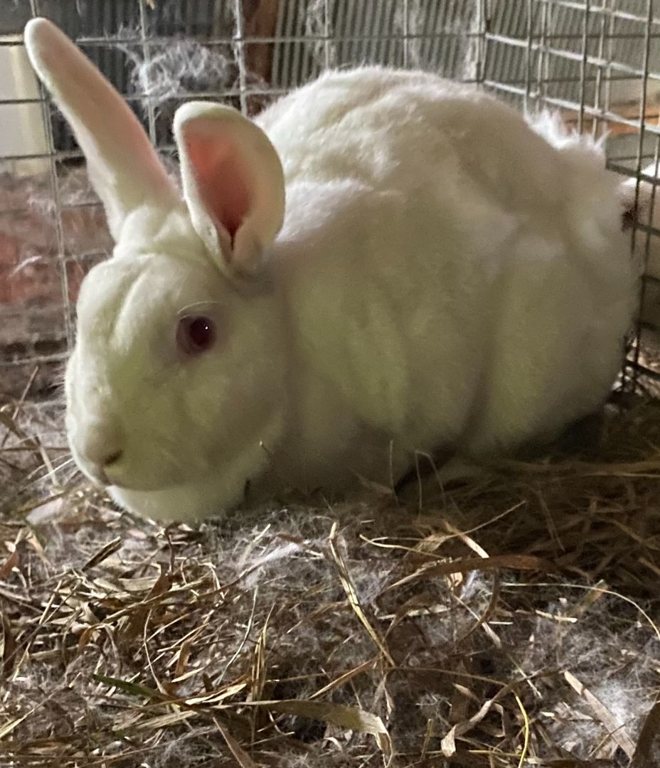 Blanche, an adopted New Zealand in Brainerd, MN image 2/4