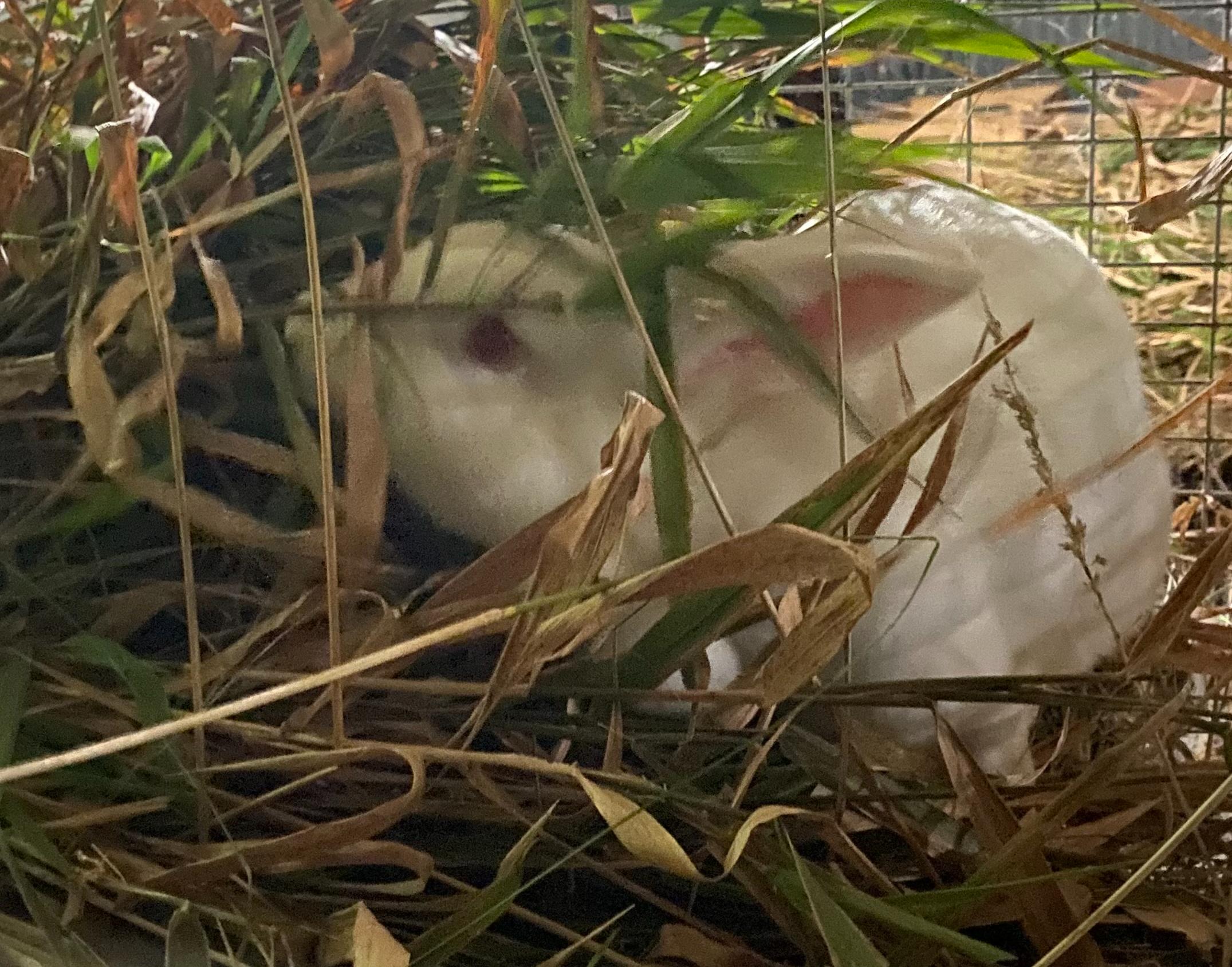 Blanche, an adopted New Zealand in Brainerd, MN image 3/4