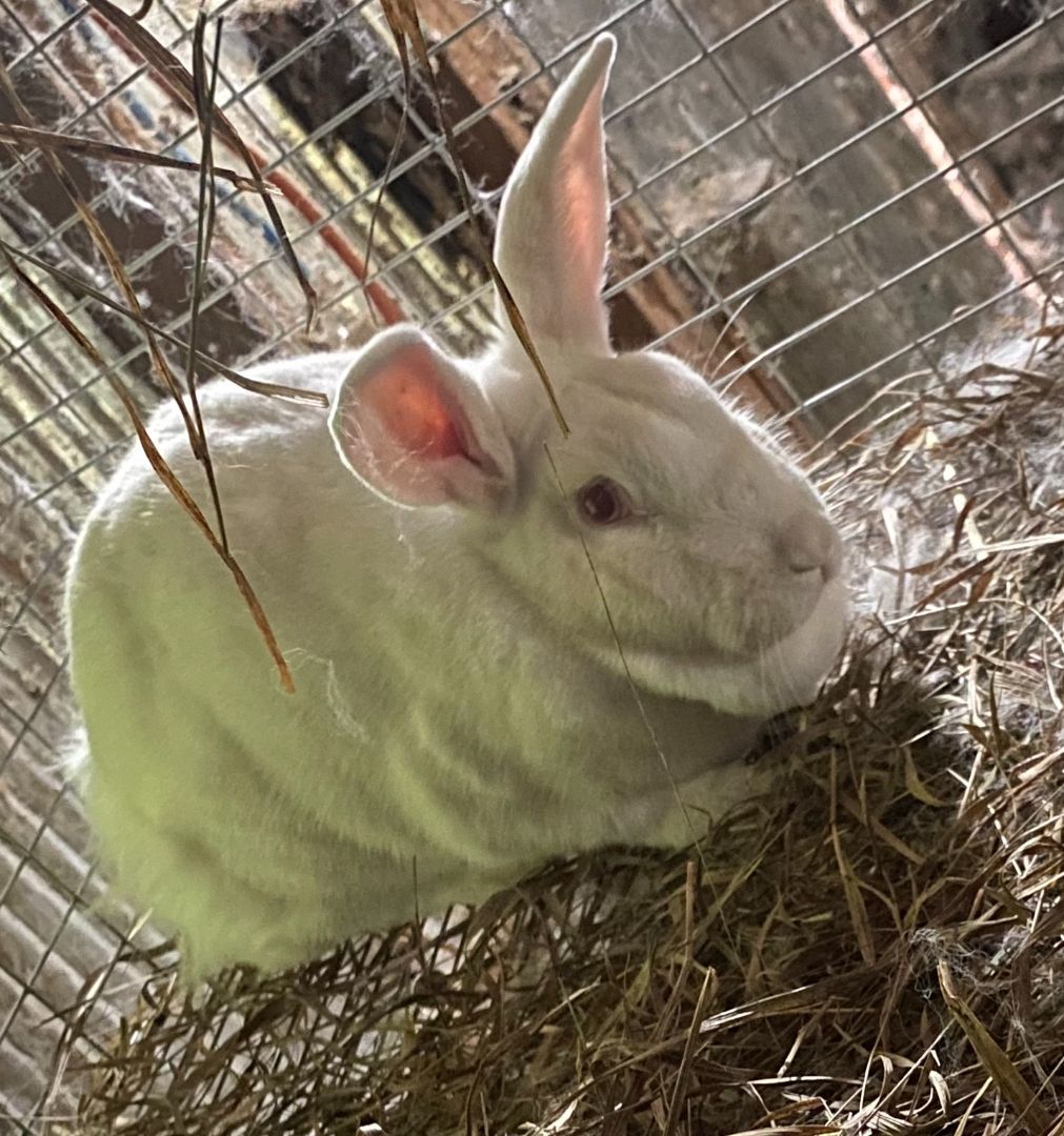 Blanche, an adopted New Zealand in Brainerd, MN image 4/4