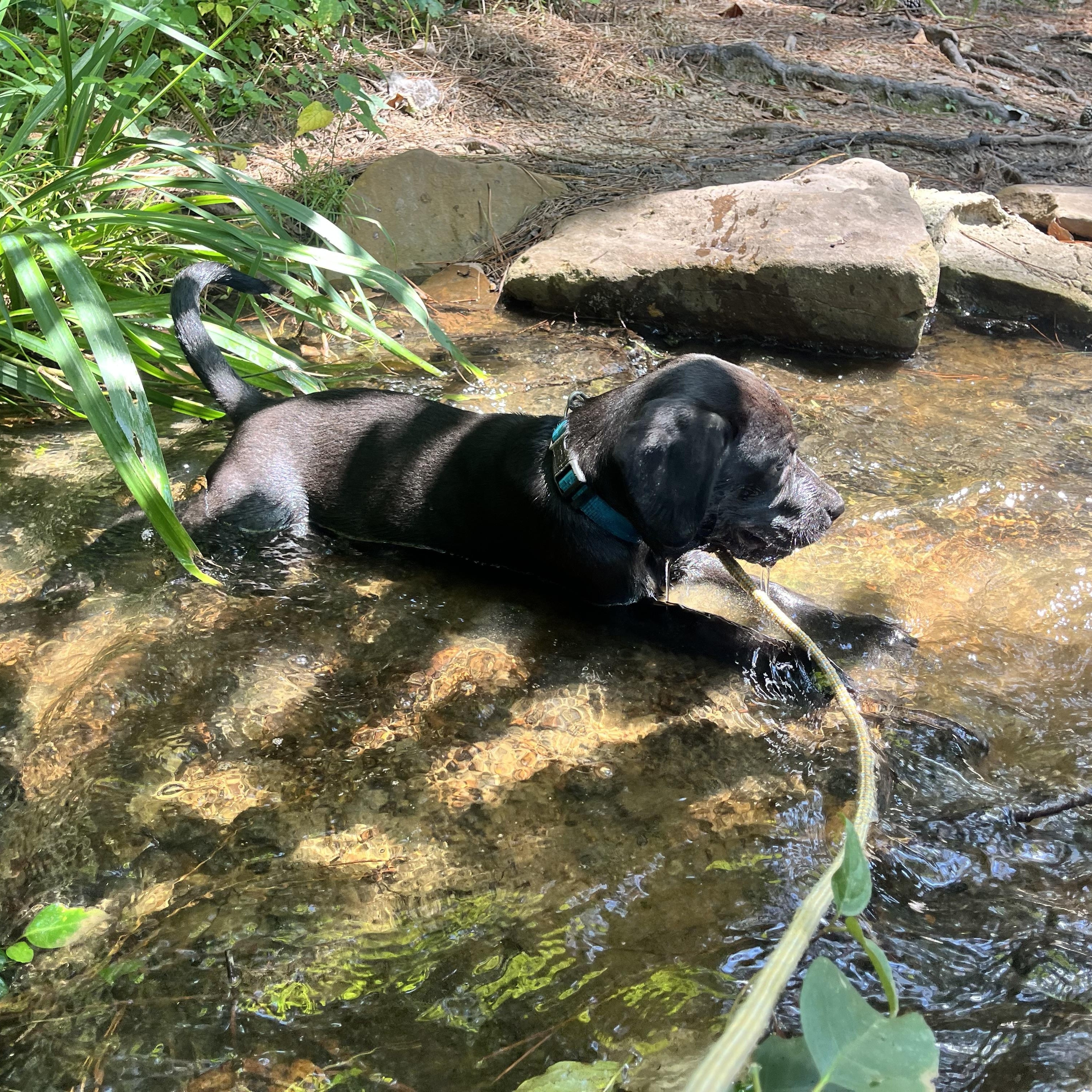Enlarge Bella, an adopted mixed breed in Plantsville, CT image 5/5