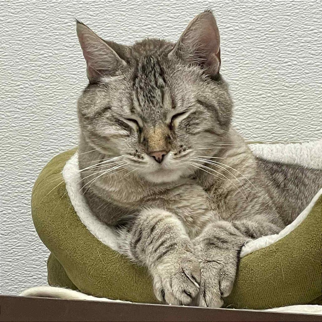 Enlarge Prince, a Adoptable Siamese in St. Helena, CA image 1/6