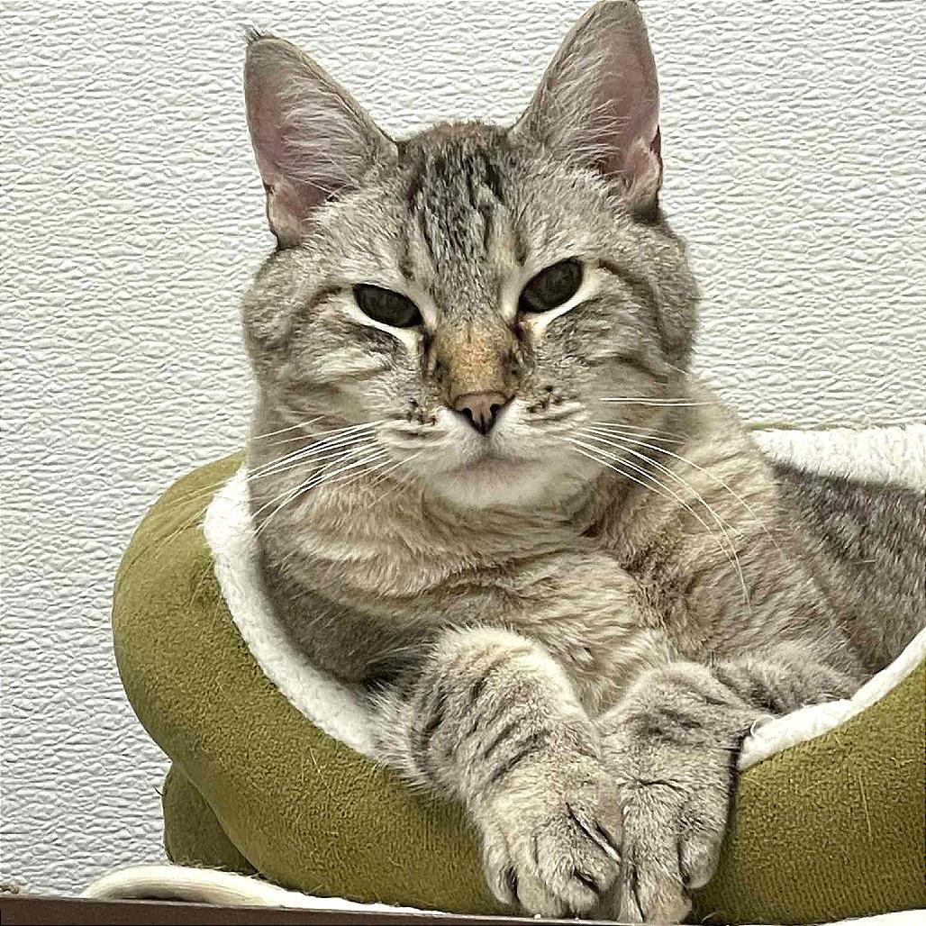 Enlarge Prince, a Adoptable Siamese in St. Helena, CA image 2/6