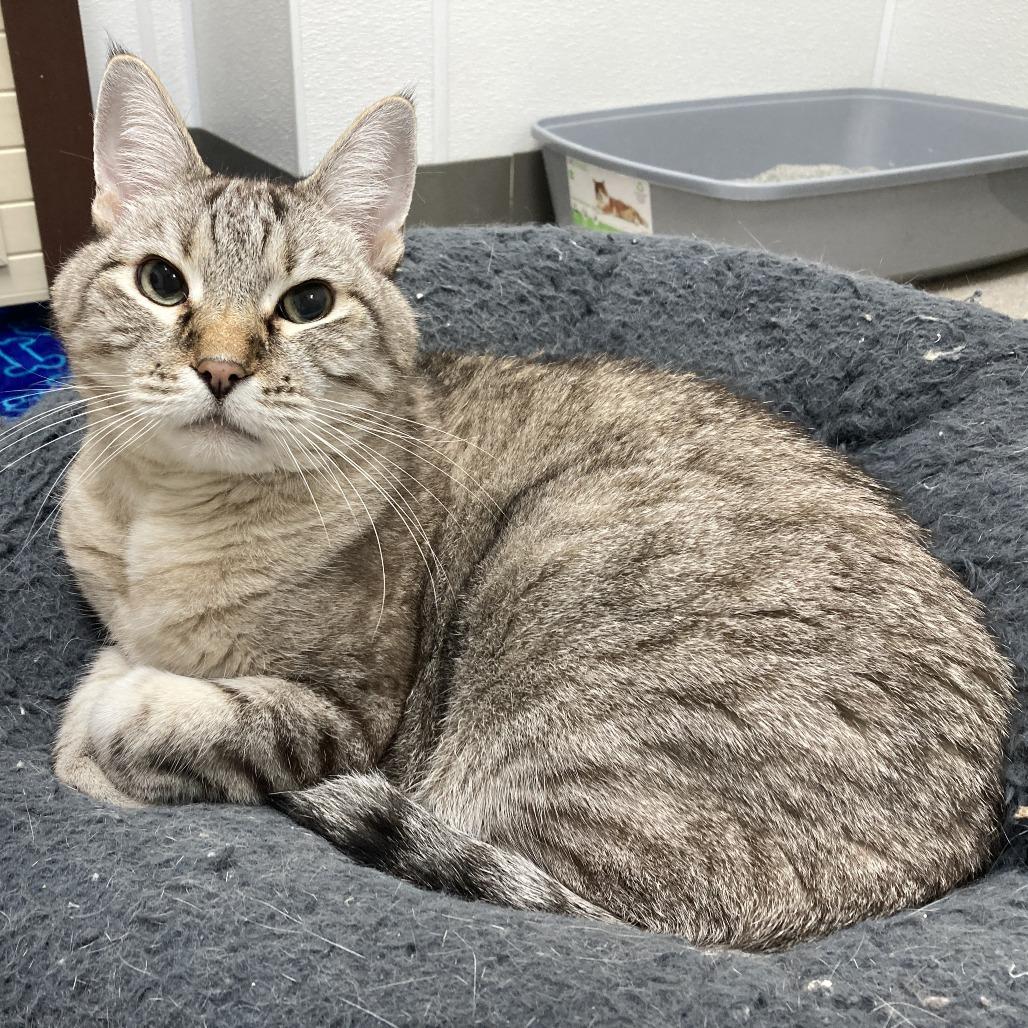 Enlarge Prince, a Adoptable Siamese in St. Helena, CA image 4/6