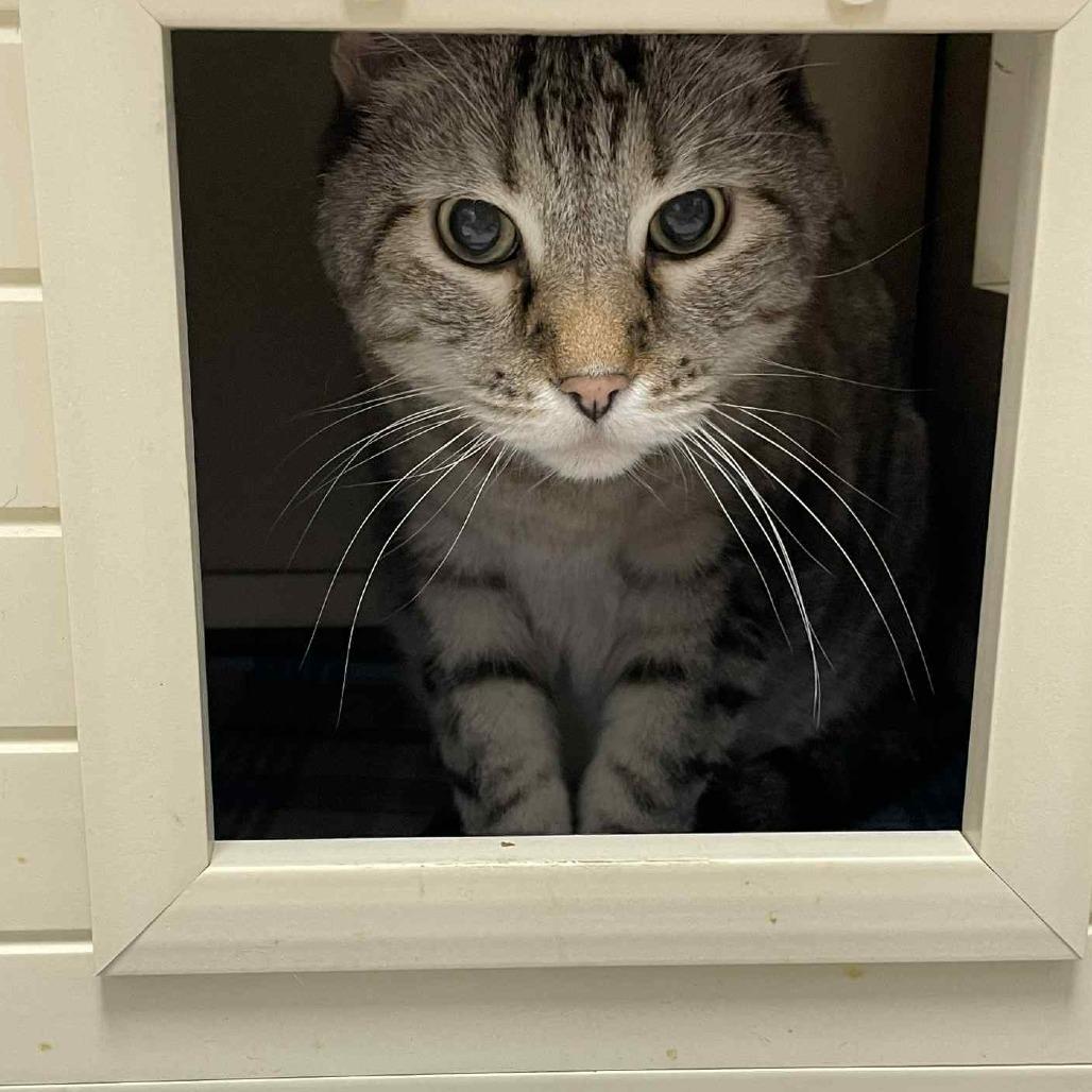 Enlarge Prince, a Adoptable Siamese in St. Helena, CA image 6/6