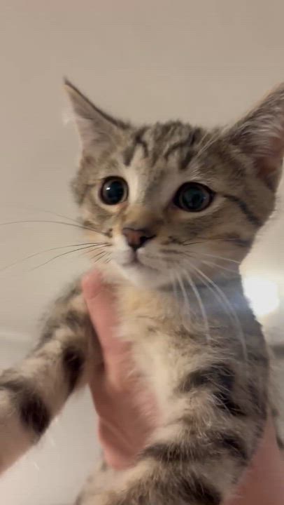 Enlarge Meatball, an adopted Domestic Short Hair in Woodlawn, TN video 1/1