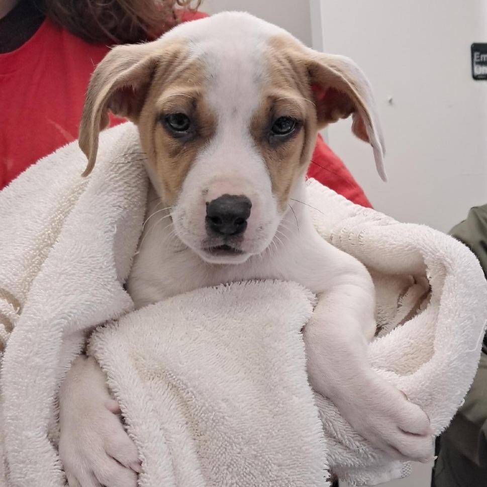 Enlarge Lizzy, a Adoptable mixed breed in Birmingham, AL image 1/2