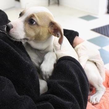 Lizzy — thumbnail 2