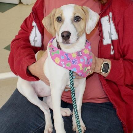 Enlarge Lizzy, a Adoptable mixed breed in Birmingham, AL image 2/2