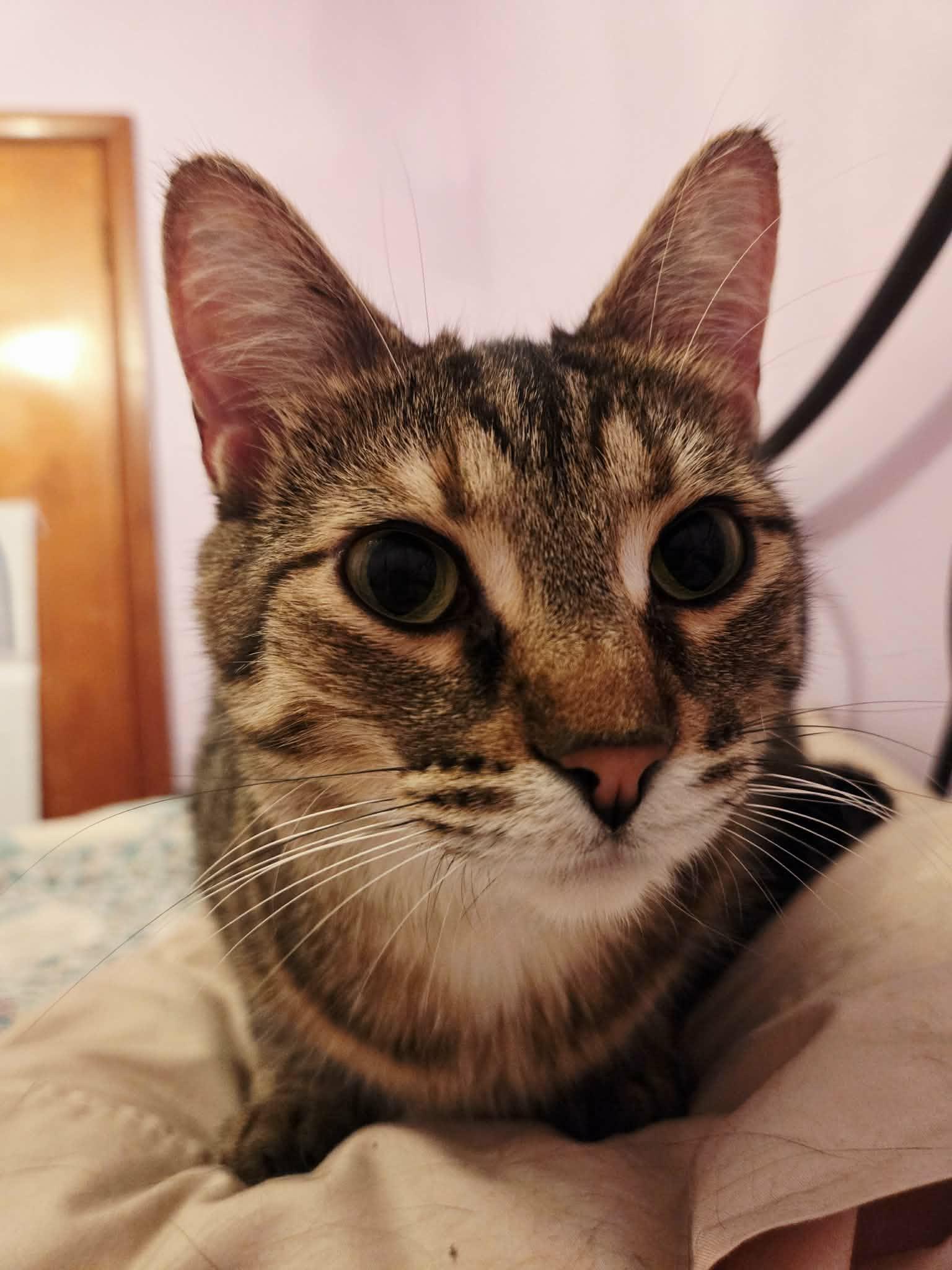 Lucy, a Adoptable Domestic Short Hair in Chatham, ON image 6/6