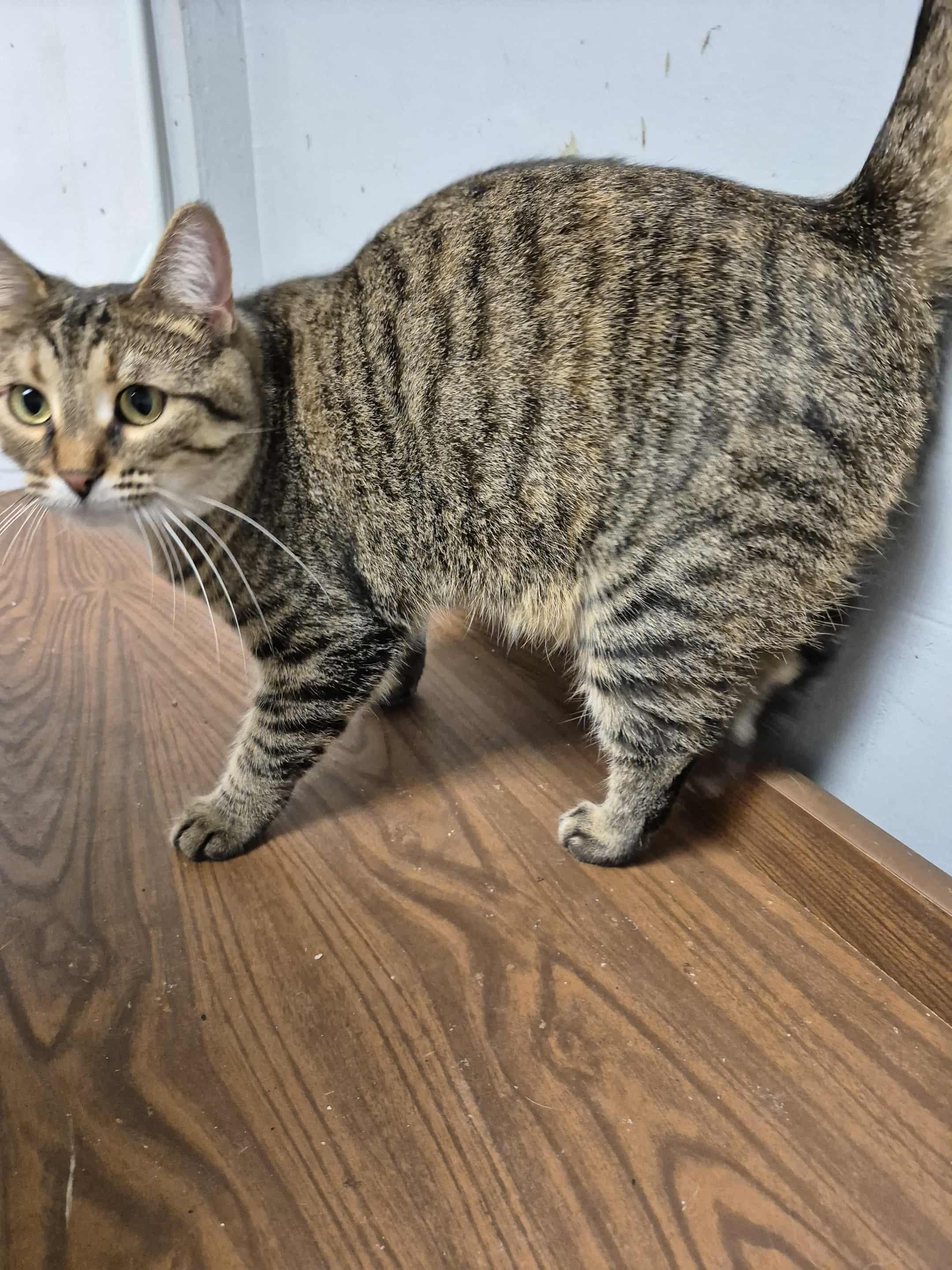 Enlarge Lucy, a Adoptable Domestic Short Hair in Chatham, ON image 3/4