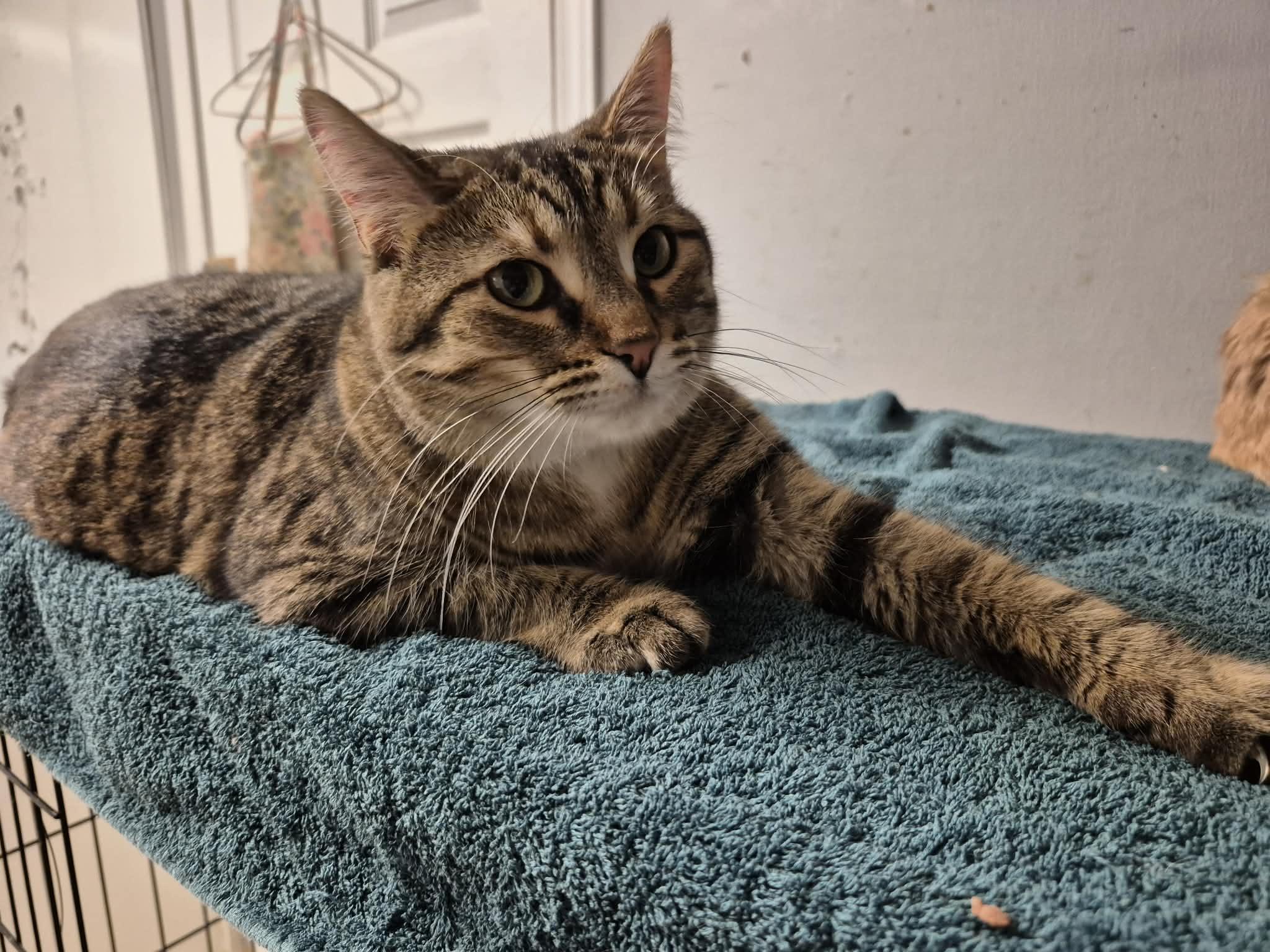 Enlarge Lucy, a Adoptable Domestic Short Hair in Chatham, ON image 5/6