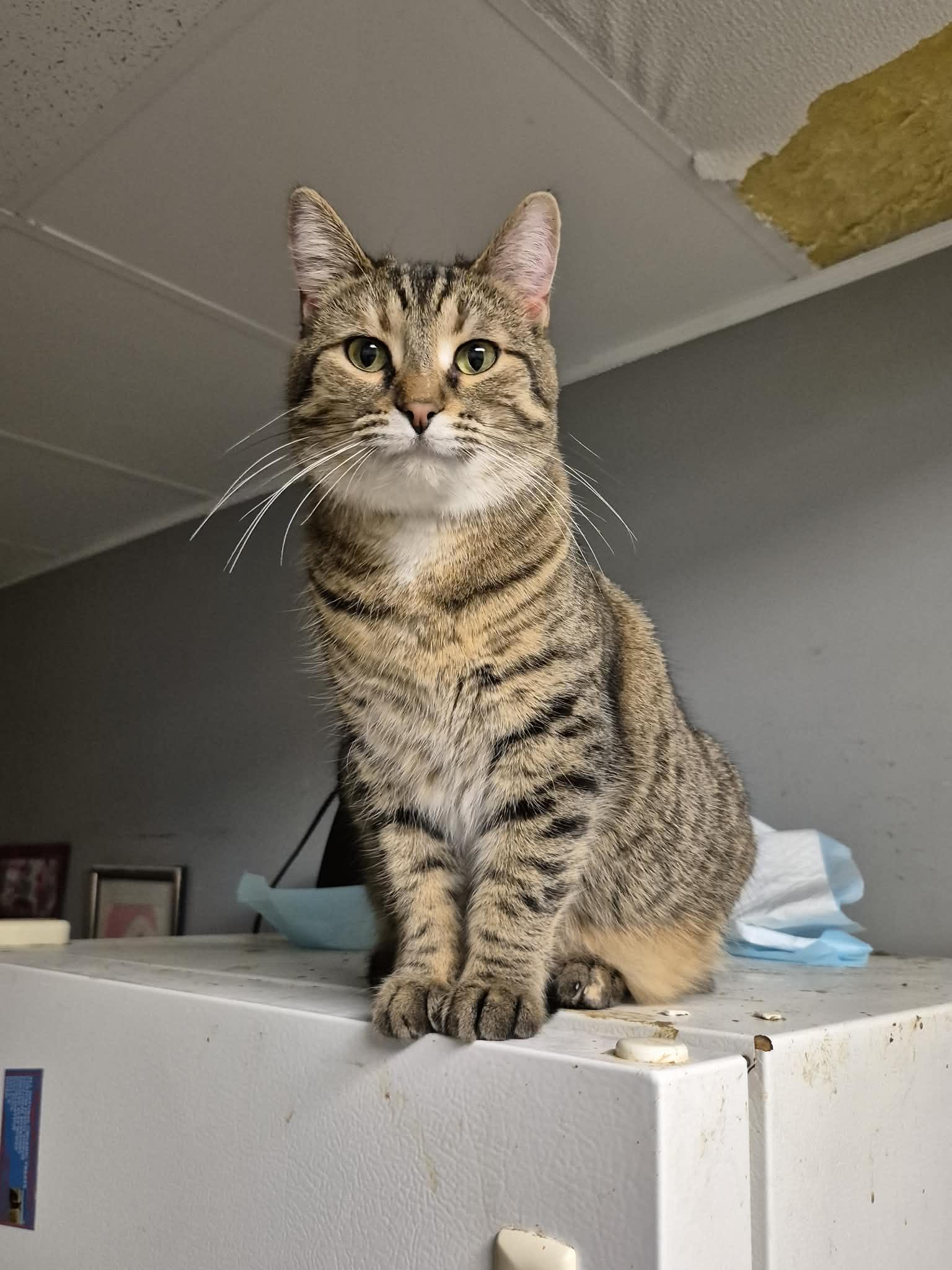 Lucy, Adoptable, Young Female Domestic Short Hair.