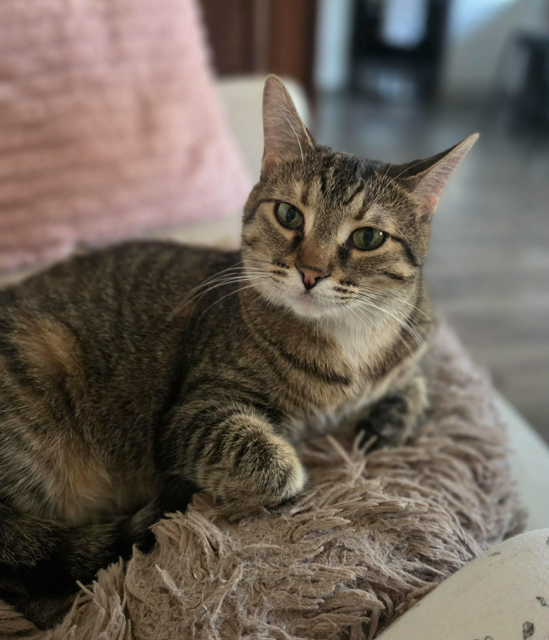 Lucy, a Adoptable Domestic Short Hair in Chatham, ON image 1/6