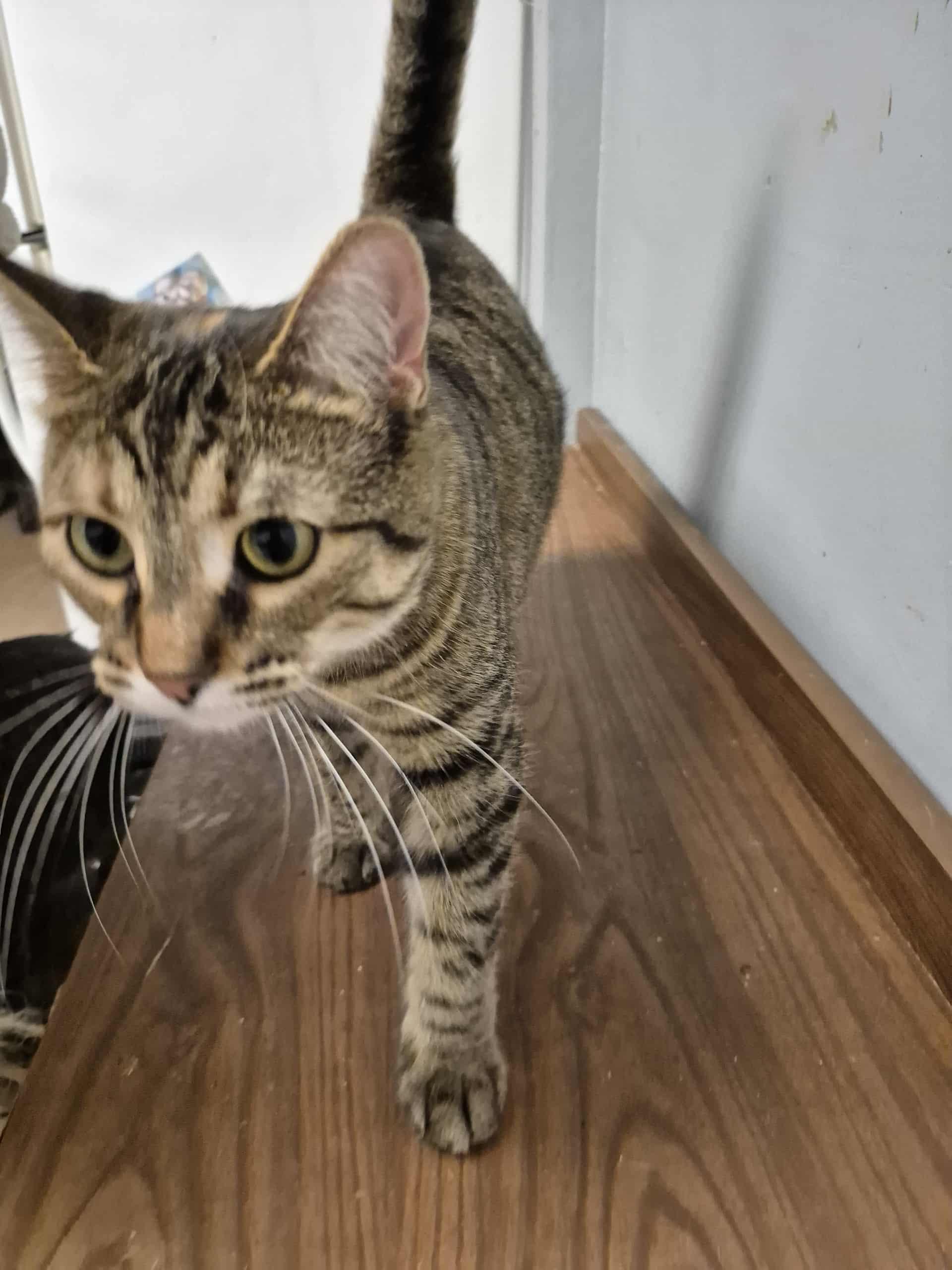 Enlarge Lucy, a Adoptable Domestic Short Hair in Chatham, ON image 2/4