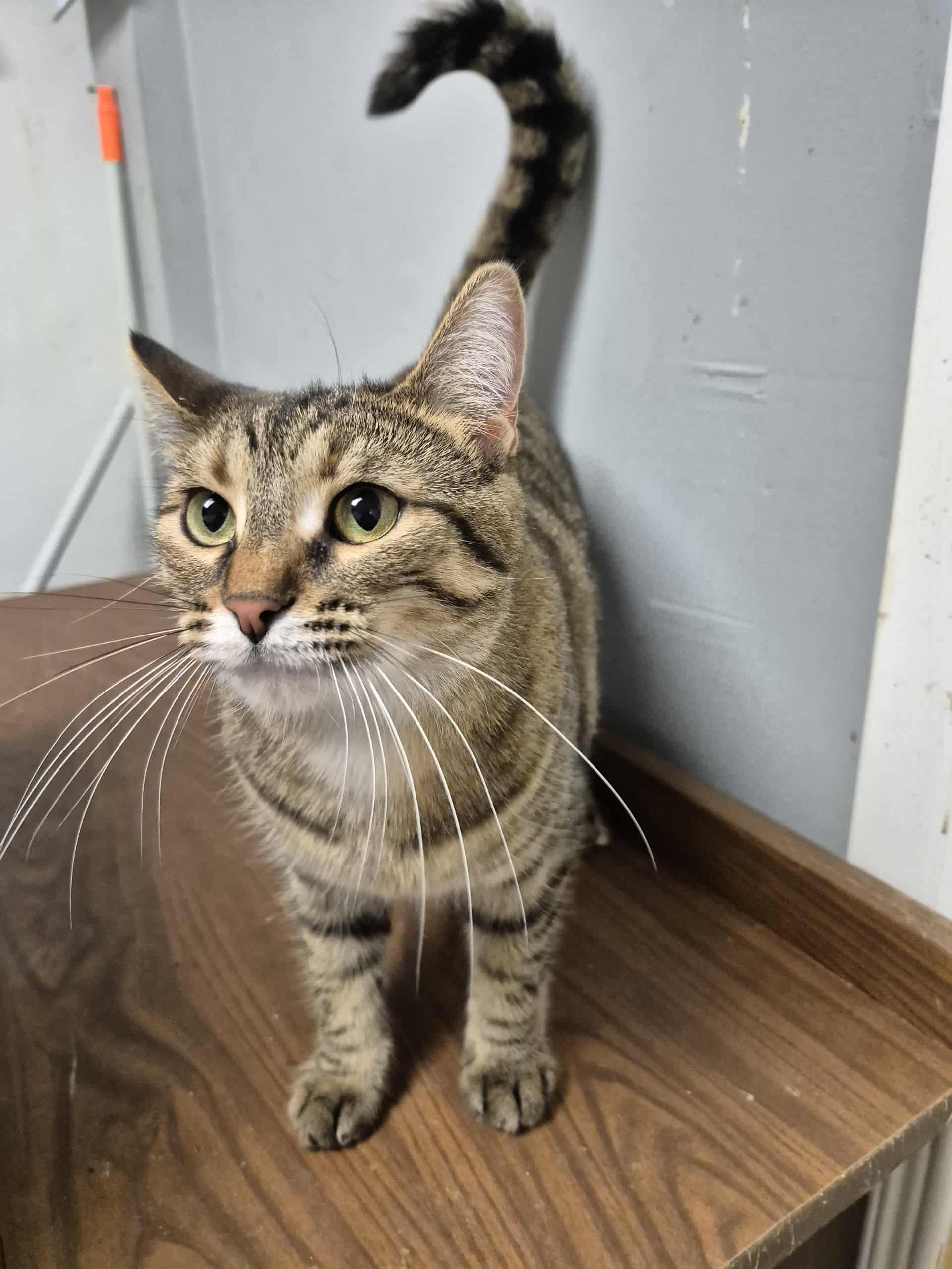 Enlarge Lucy, a Adoptable Domestic Short Hair in Chatham, ON image 4/4