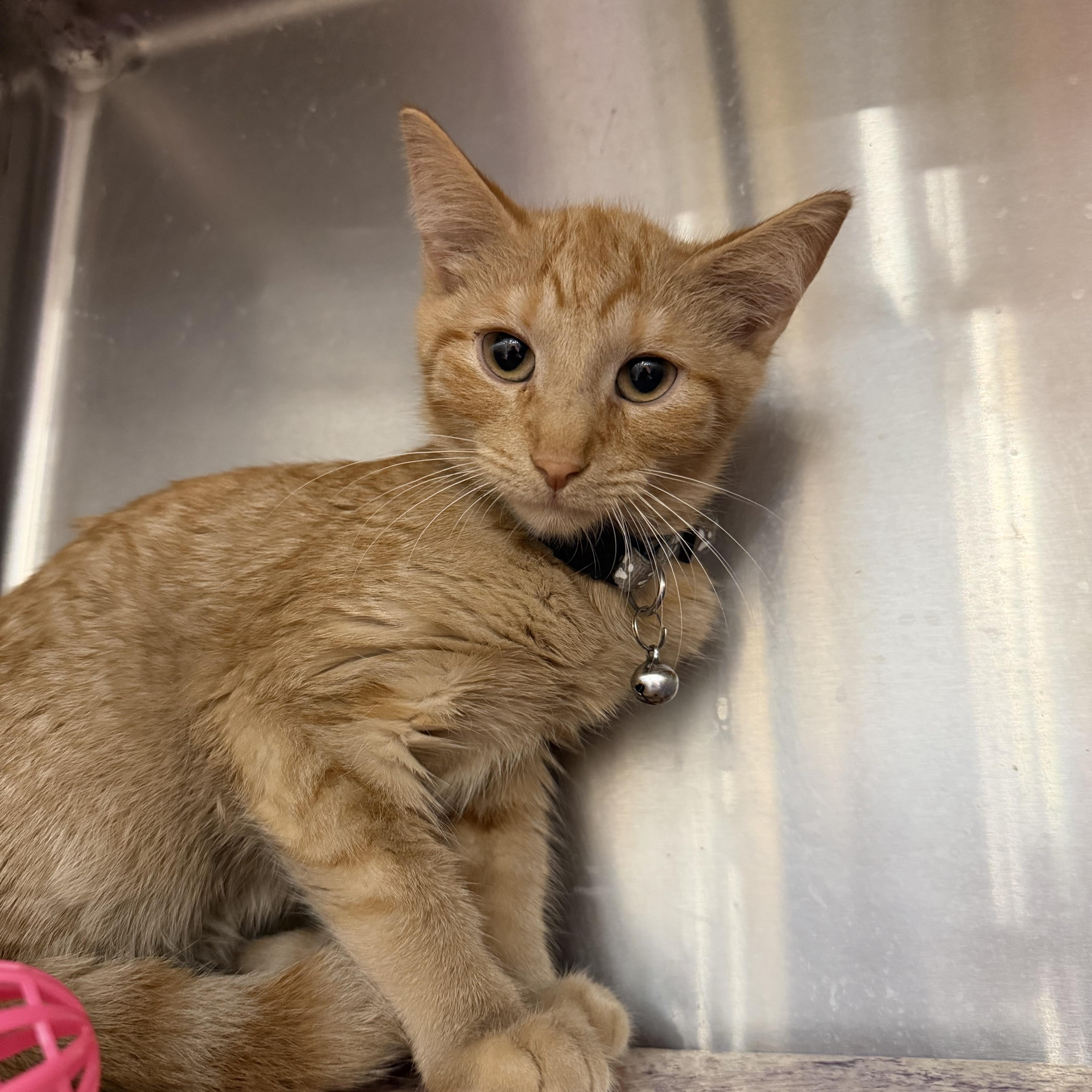 Enlarge Grey Bean, a ADOPTABLE Domestic Short Hair in Muncie, IN image 2/3