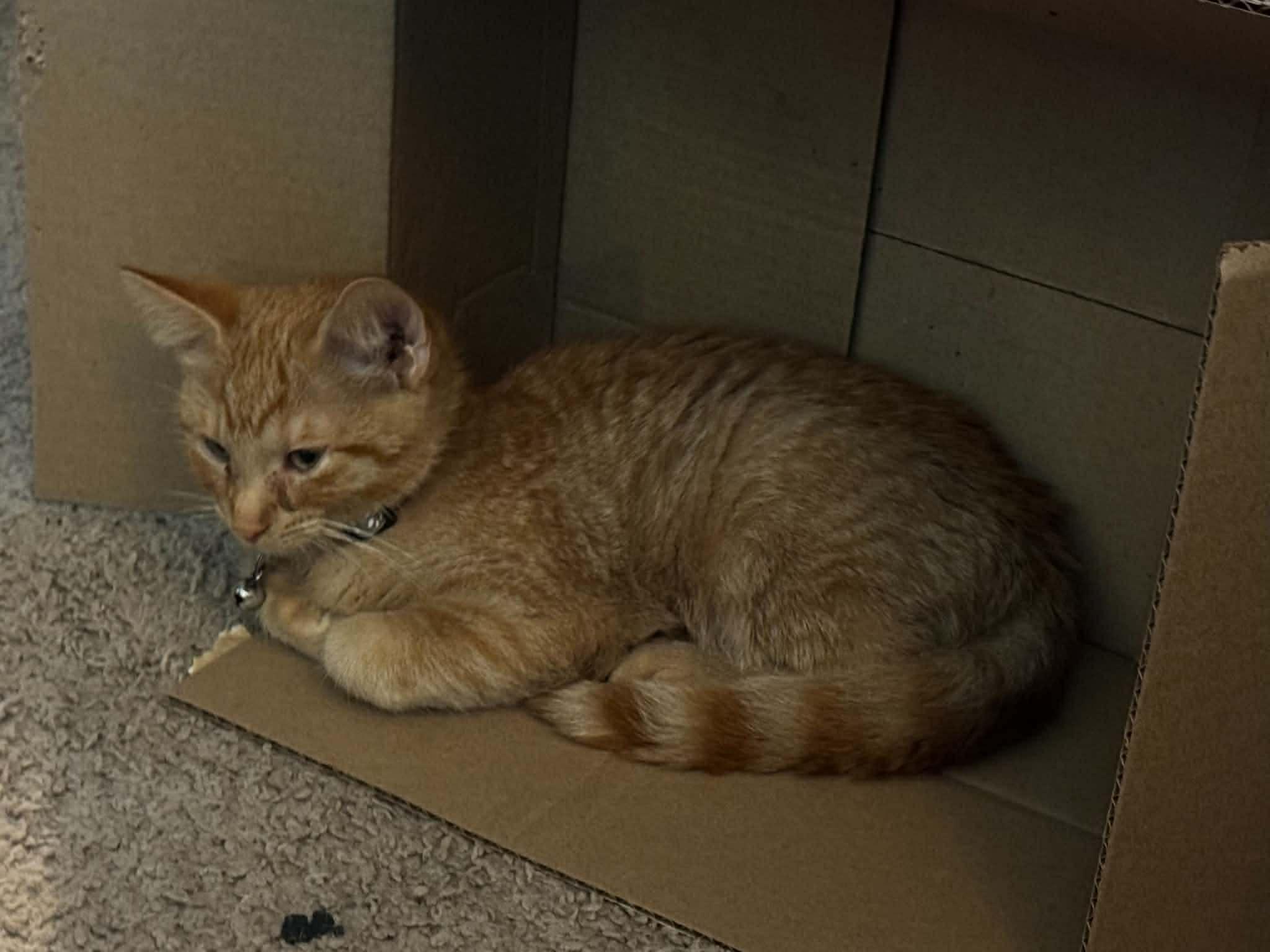 Grey Bean, ADOPTABLE, Kitten Male Domestic Short Hair.