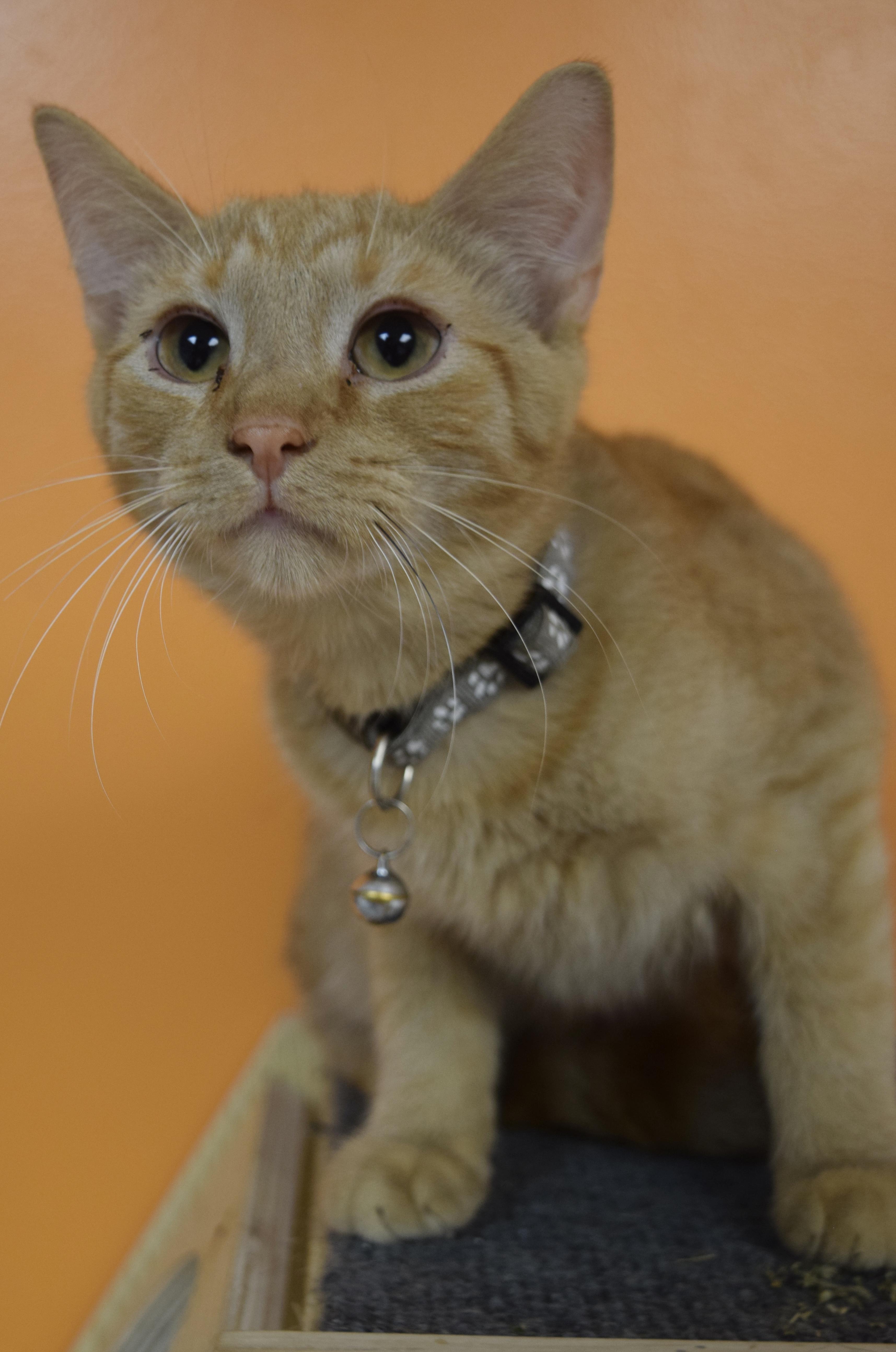 Enlarge Grey Bean, a Adoptable Domestic Short Hair in Muncie, IN image 1/4