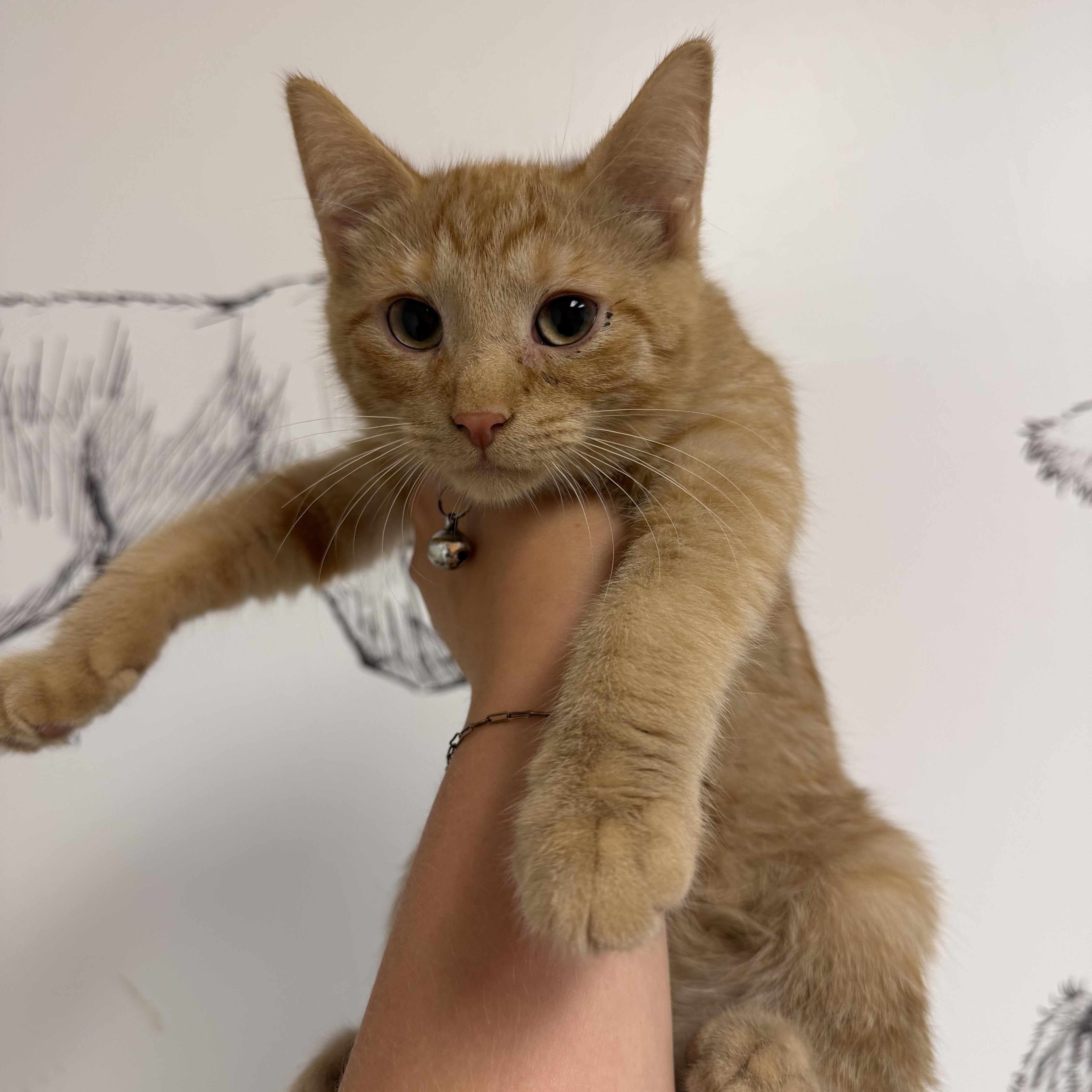 Grey Bean, ADOPTABLE, Kitten Male Domestic Short Hair.