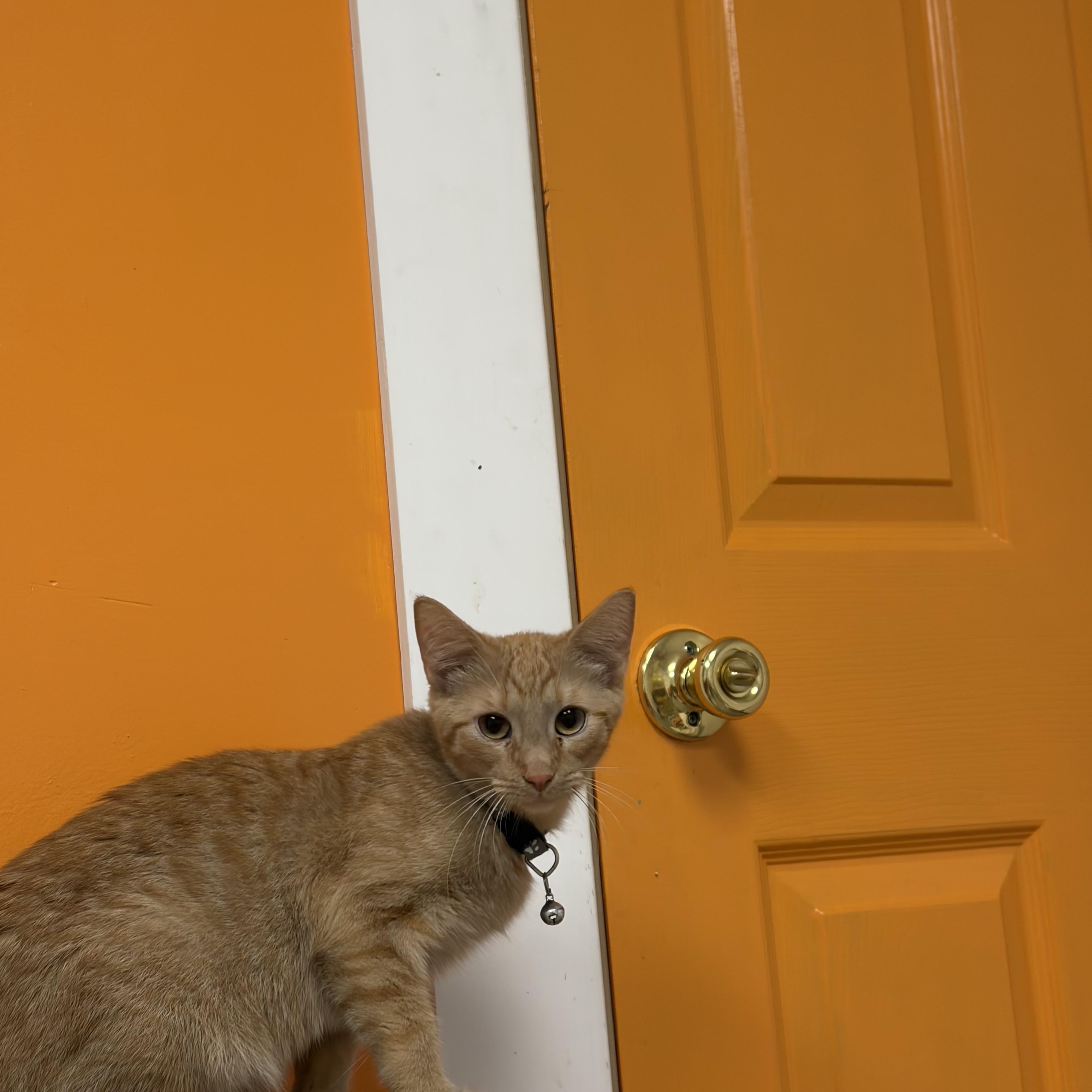 Grey Bean, a ADOPTABLE Domestic Short Hair in Muncie, IN image 1/4