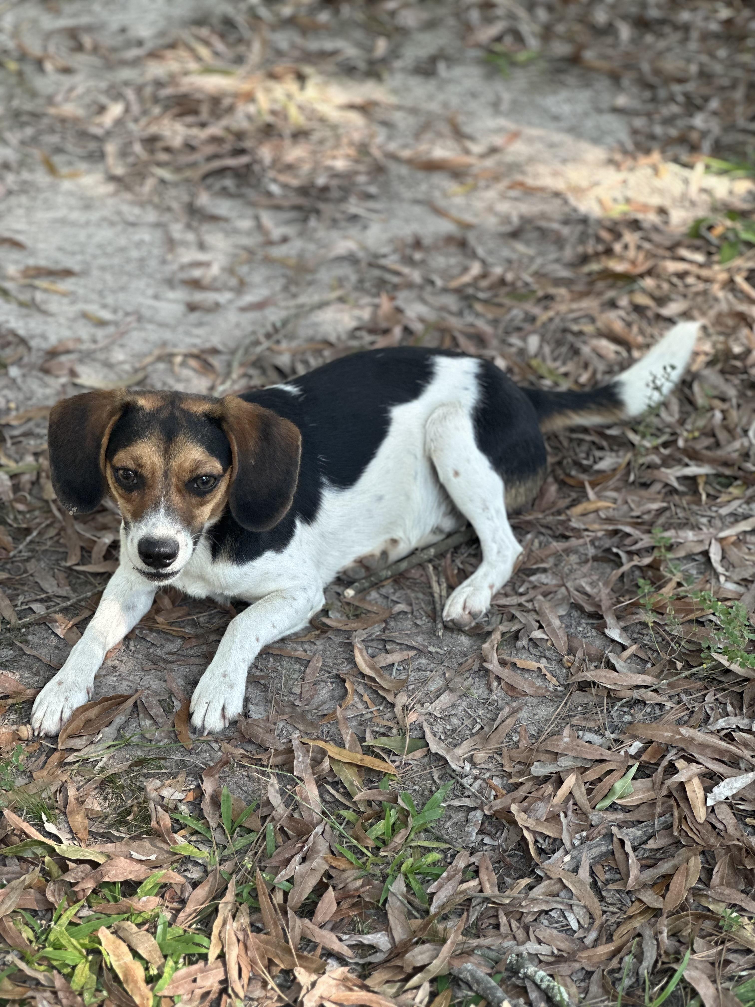 Enlarge Leopard, a Adopted mixed breed in Walker, LA image 1/1