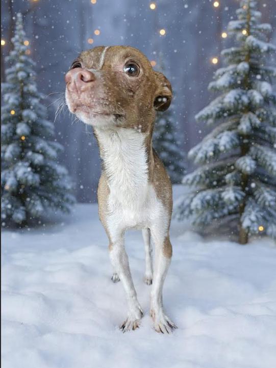 Tonka In La thumbnail 2