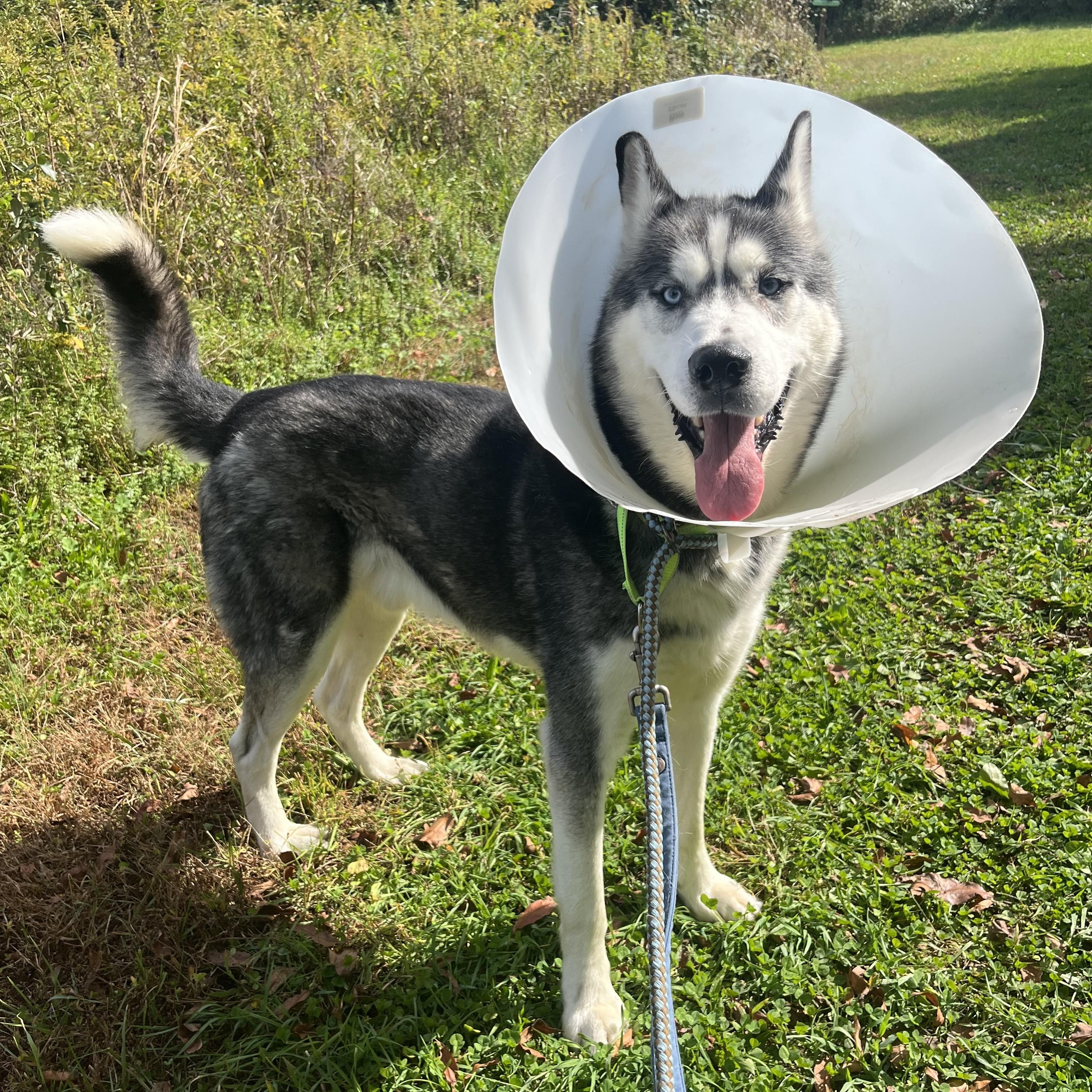 Balto photo
