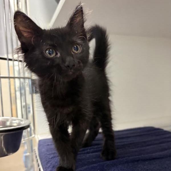 Judith, Adoptable, Kitten Female Domestic Long Hair.