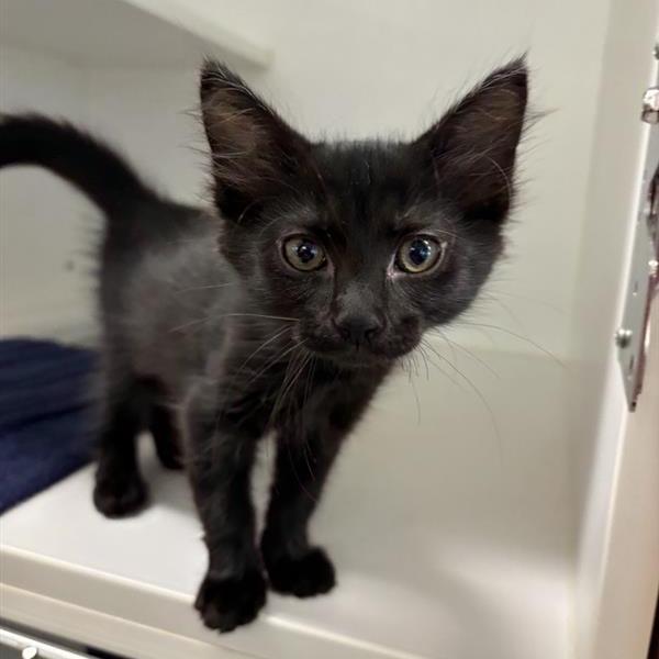 Enlarge Judith, a Adoptable Domestic Long Hair in Phoenix, AZ image 2/2