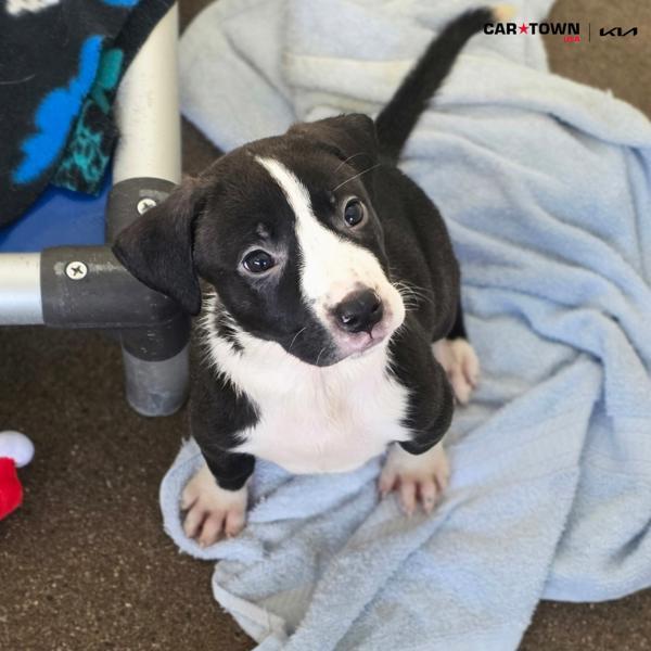 Enlarge Raven, a Adoptable mixed breed in Lexington, KY image 1/1