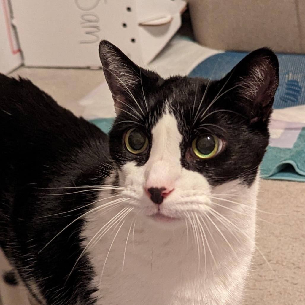 Huns, Adoptable, Senior Male Domestic Short Hair.