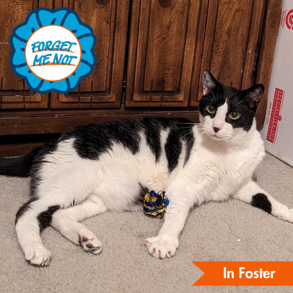 Enlarge Huns, a Adoptable Domestic Short Hair in Baltimore, MD image 2/4