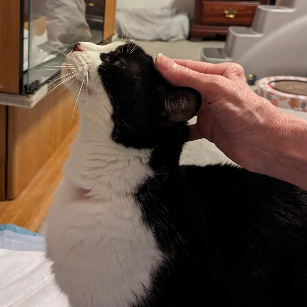 Enlarge Huns, a Adoptable Domestic Short Hair in Baltimore, MD image 3/4