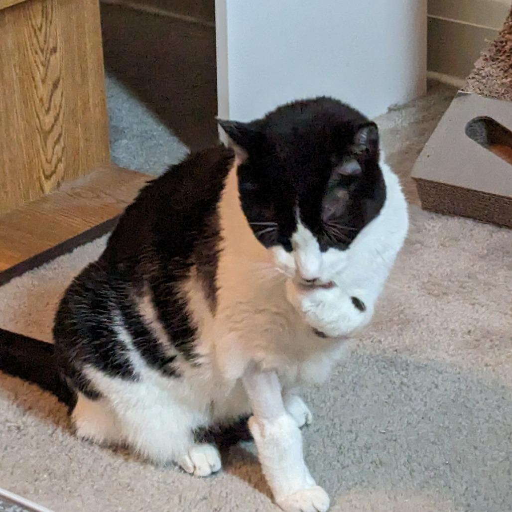 Enlarge Huns, a Adoptable Domestic Short Hair in Baltimore, MD image 4/4