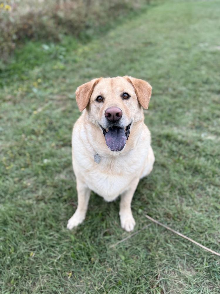 Juji, Adoptable, Senior Female Labrador Retriever.
