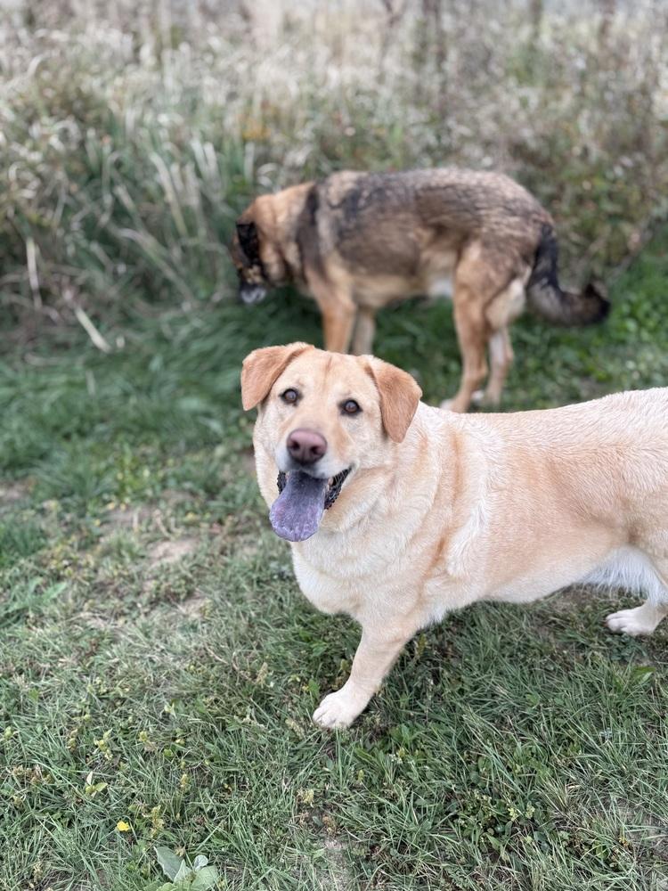 Enlarge Juji, a Adoptable mixed breed in Littleton, CO image 3/6