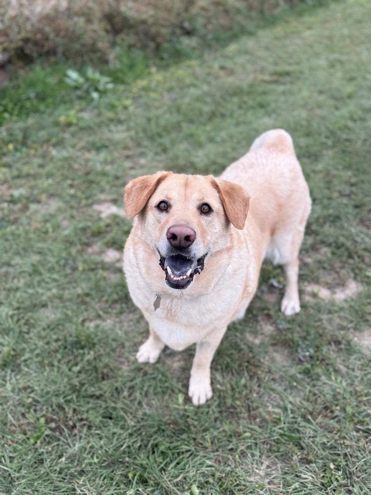 Enlarge Juji, a Adoptable mixed breed in Littleton, CO image 4/6
