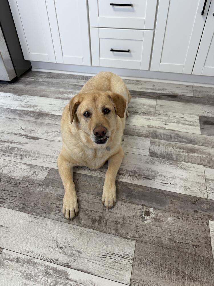 Enlarge Juji, a Adoptable mixed breed in Littleton, CO image 5/6