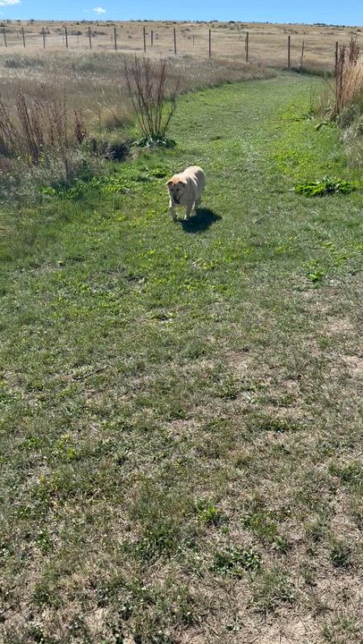 Enlarge Juji, a Adoptable mixed breed in Littleton, CO video 6/6