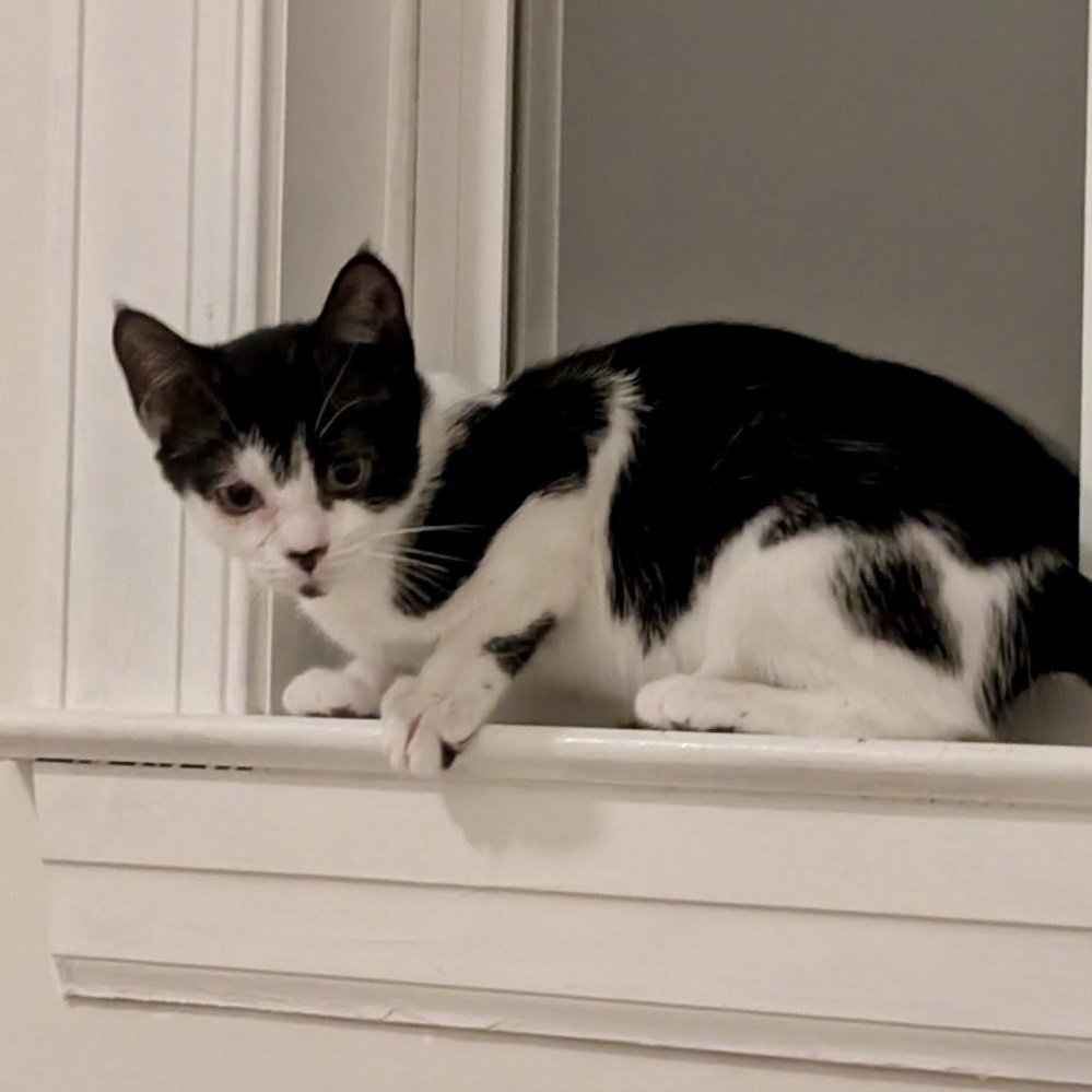 Enlarge Balsam Fir, a Adoptable Domestic Short Hair in Richmond, VA image 2/4