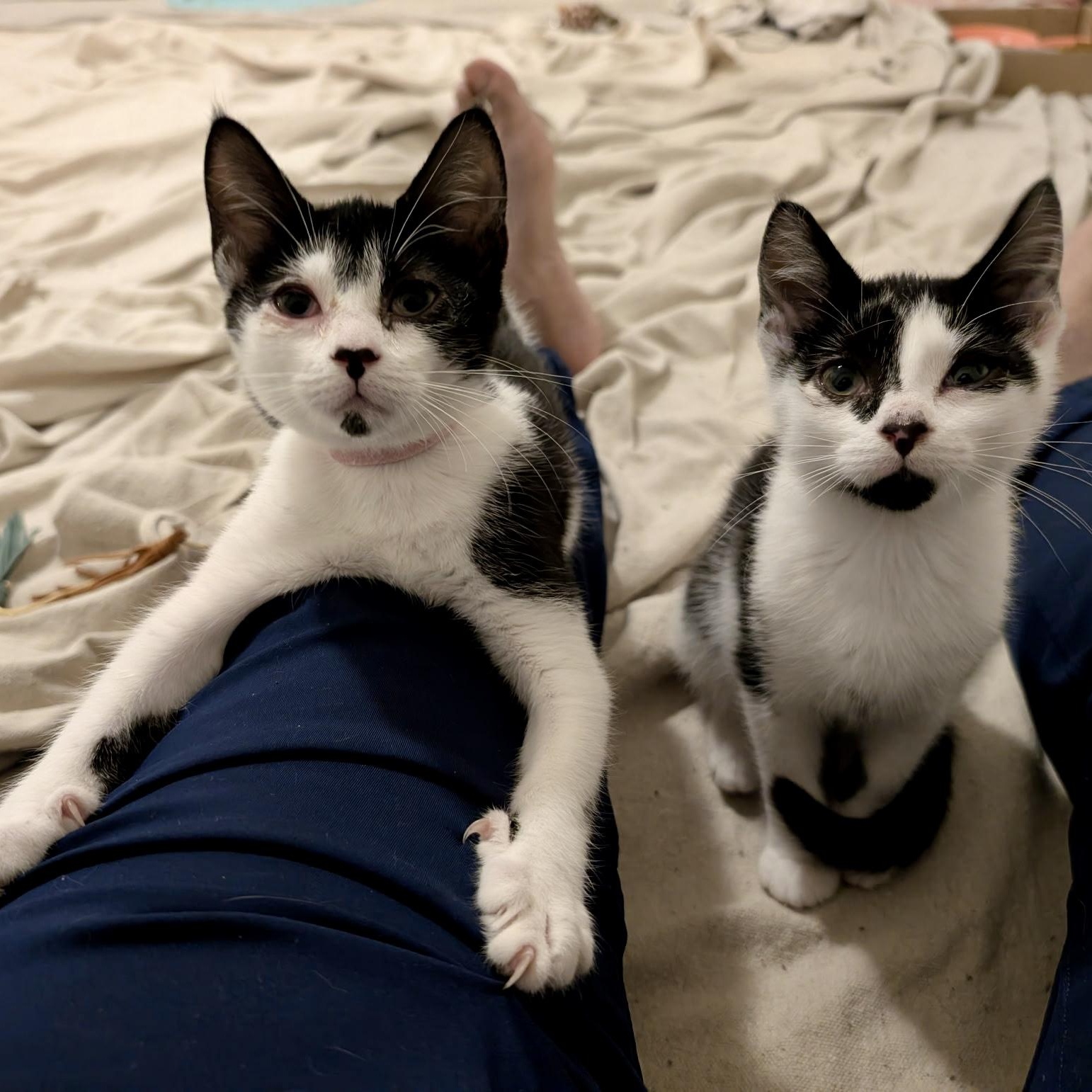 Enlarge Balsam Fir, a Adoptable Domestic Short Hair in Richmond, VA image 3/4