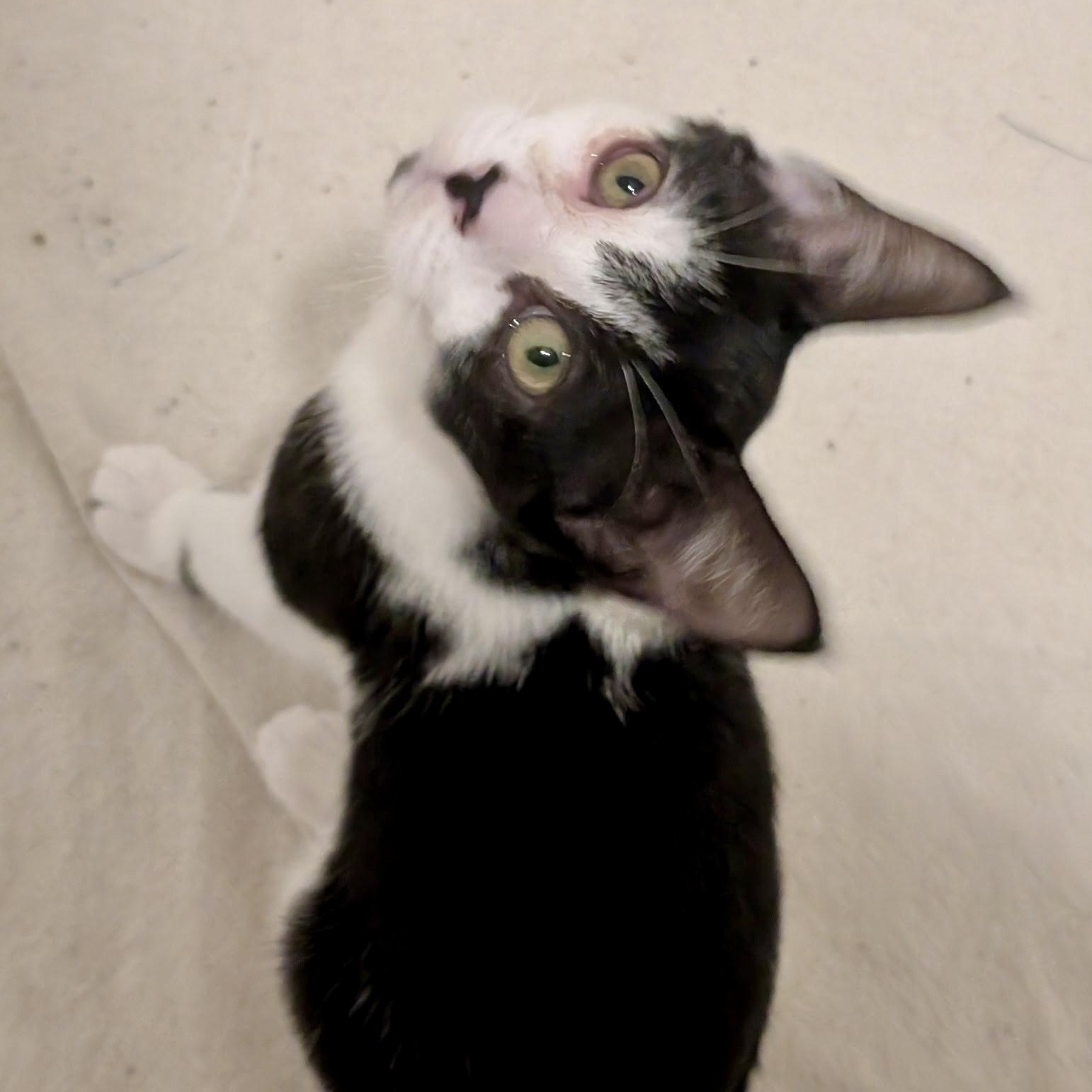 Enlarge Balsam Fir, a Adoptable Domestic Short Hair in Richmond, VA image 1/4