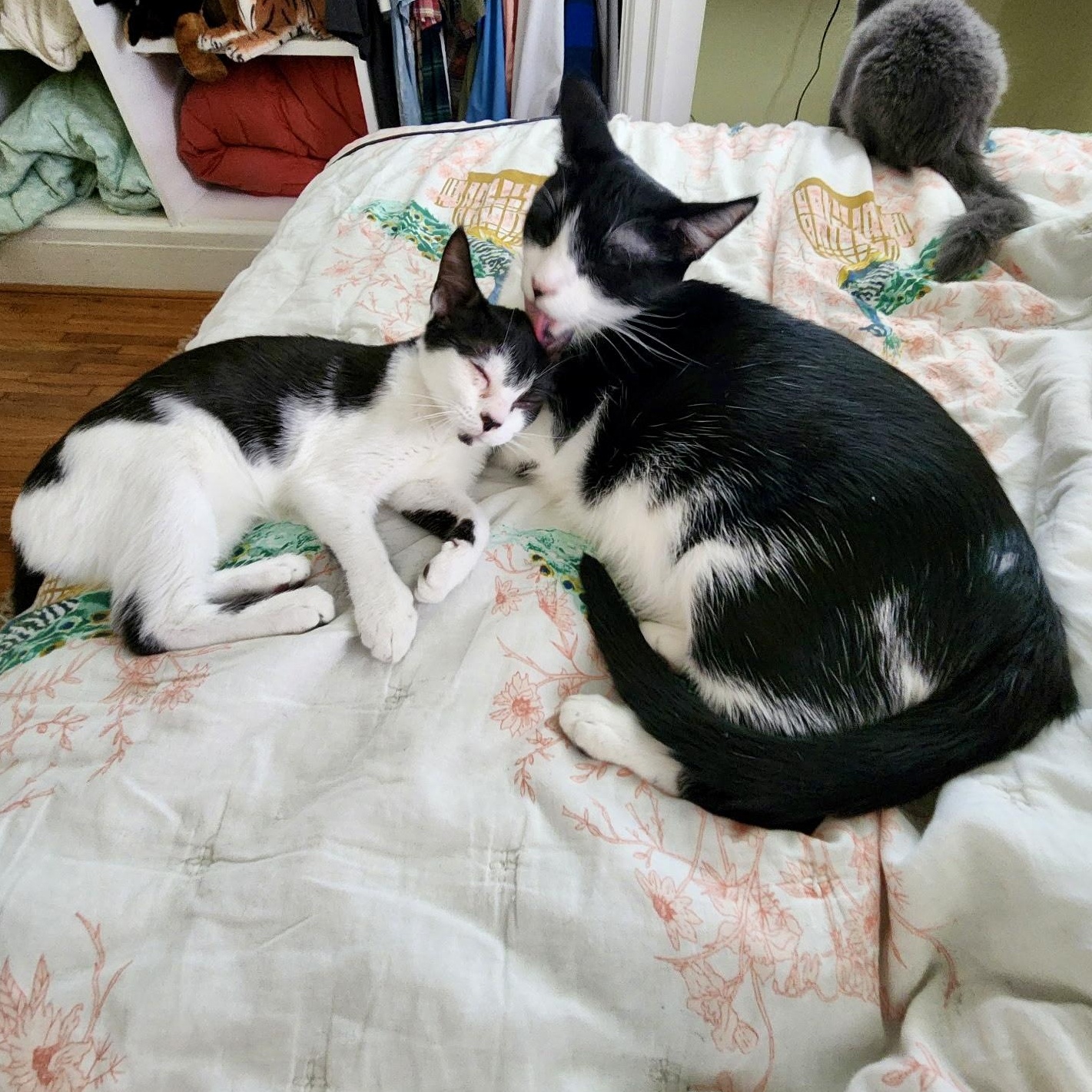 Enlarge Balsam Fir, a Adoptable Domestic Short Hair in Richmond, VA image 4/4