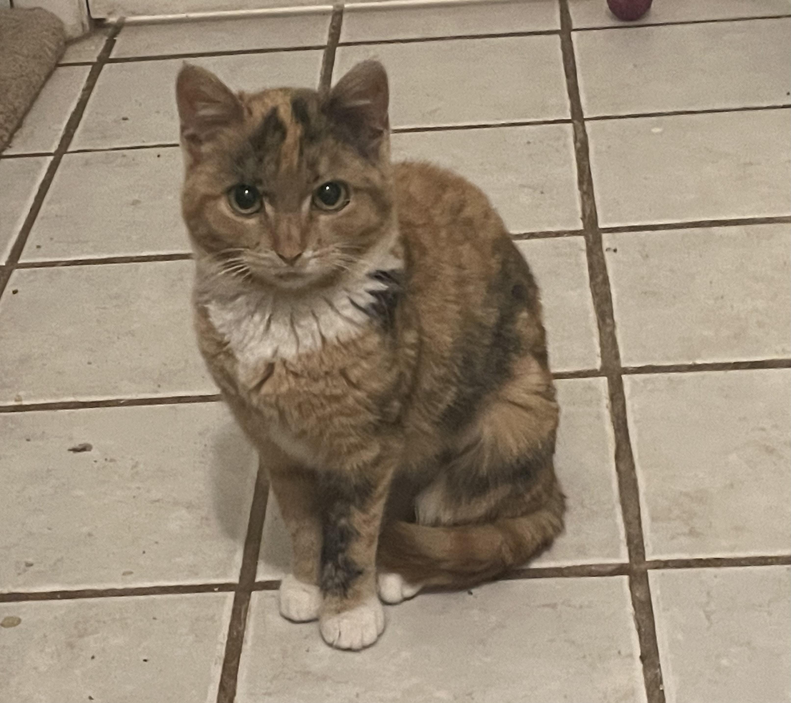 Enlarge Marlene, a ADOPTABLE Domestic Short Hair in Troy, NY image 1/1