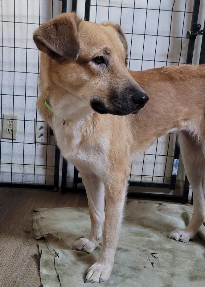 Ember, Adopted, Adult Female Golden Retriever.