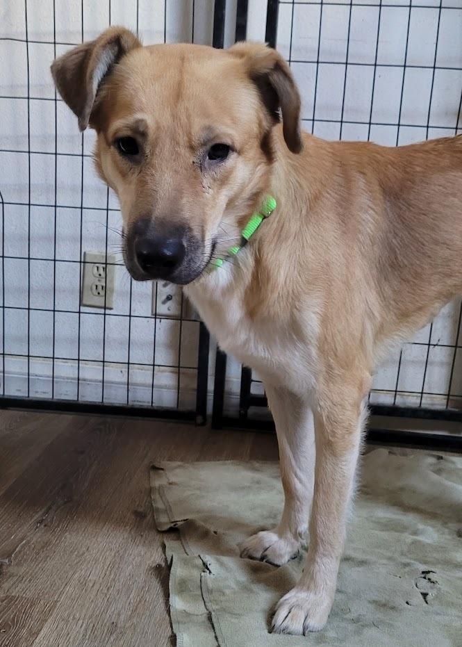 Enlarge Ember, a Adopted mixed breed in Jamul, CA image 2/2