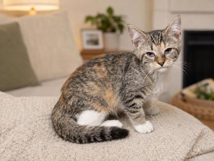Ariel, Adoptable, Young Female Domestic Short Hair & Domestic Short Hair.