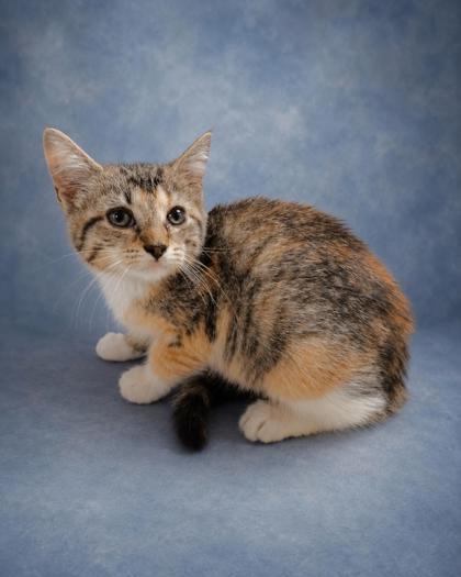Enlarge Ariel, a Adoptable mixed breed in Taylorsville, NC image 3/3