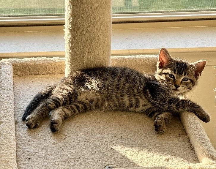 Enlarge Panama, a Adopted Domestic Short Hair in Manchester, MD image 4/4